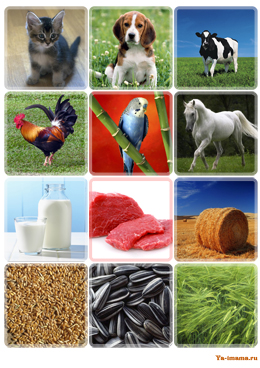 Карточки с изображением домашних животных  и их любимой едой