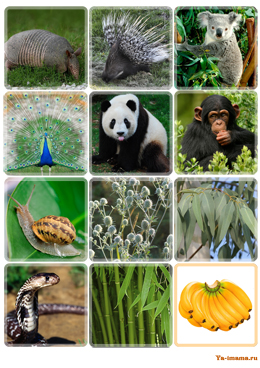 Карточки с изображением  животных тропических лесов и их любимой едой